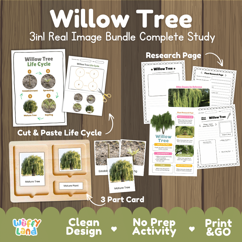 Willow tree 3in1 real image bundle complete study printable featuring life cycle cut and paste worksheets, Montessori 3-part cards, and research pages