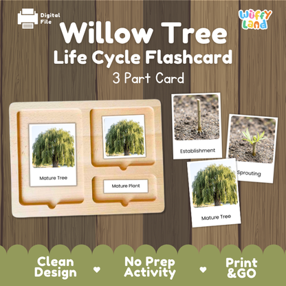 Willow Tree Life Cycle Flashcards | 3 Part Cards Montessori Science Activity