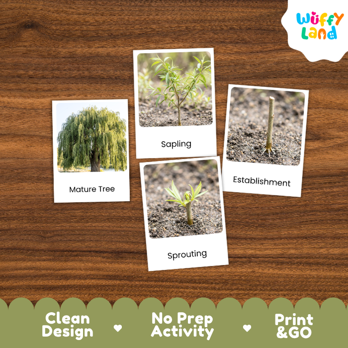 Willow Tree Life Cycle Flashcards | 3 Part Cards Montessori Science Activity