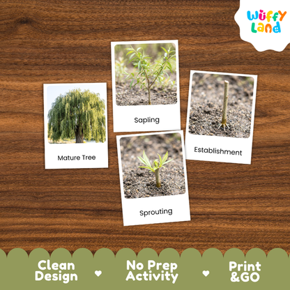 Willow Tree Life Cycle Flashcards | 3 Part Cards Montessori Science Activity