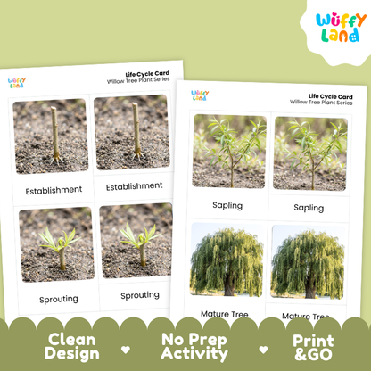 Willow Tree Life Cycle Flashcards | 3 Part Cards Montessori Science Activity