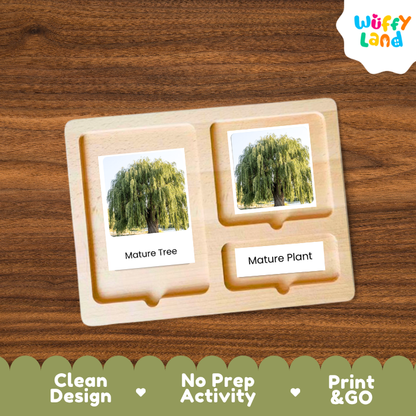 Willow Tree Life Cycle Flashcards | 3 Part Cards Montessori Science Activity