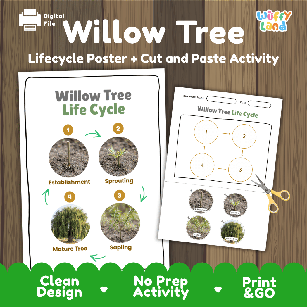 Willow Tree Life Cycle Poster and Cut and Paste Activity Worksheet