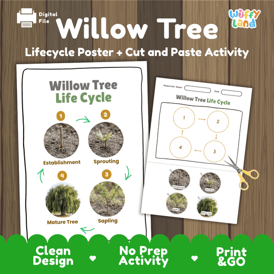 Willow Tree Life Cycle Poster and Cut and Paste Activity Worksheet