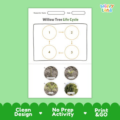 Willow Tree Life Cycle Poster and Cut and Paste Activity Worksheet