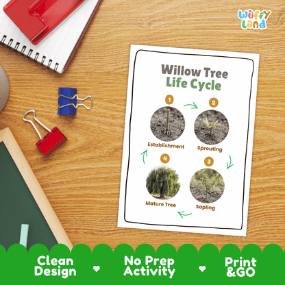 Willow Tree Life Cycle Poster and Cut and Paste Activity Worksheet