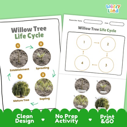 Willow Tree Life Cycle Poster and Cut and Paste Activity Worksheet