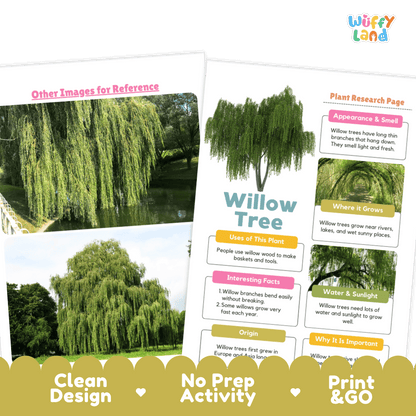 Willow Tree Plant Research Page and Worksheets Print and Go Activity