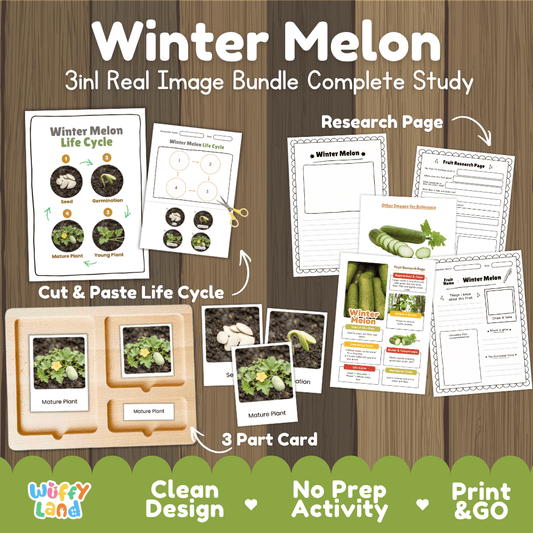 Winter melon life cycle 3in1 real image bundle complete study overview featuring cut and paste worksheets, Montessori 3-part cards, and research pages from Wuffy Land 🍈🌱