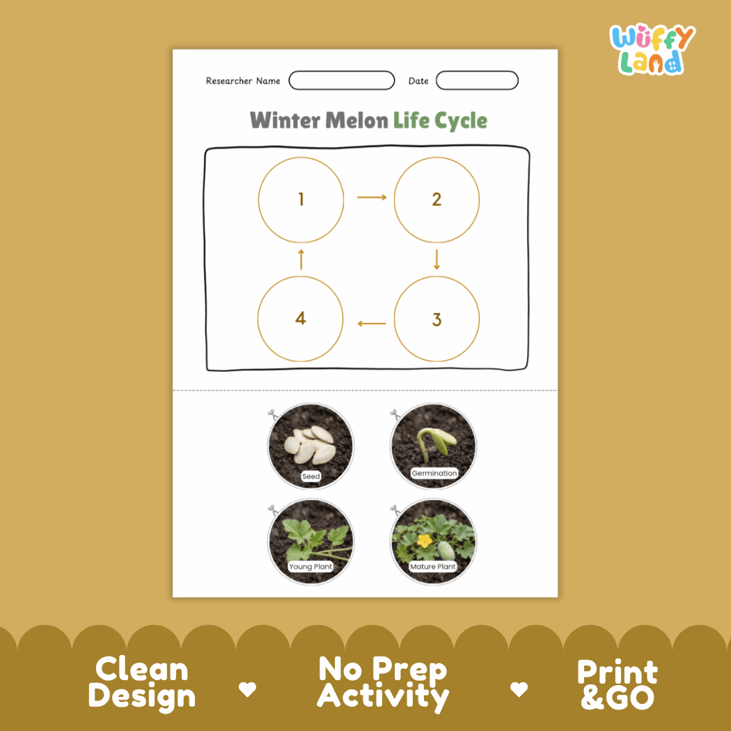 Educational reference chart poster showing the 4 stages of the winter melon life cycle from seed and germination to young seedling and mature vine