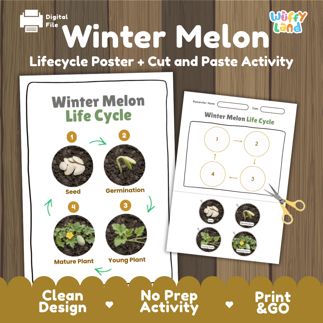 Winter melon plant life cycle educational poster and cut and paste printable sequencing activity featuring real photos for elementary science