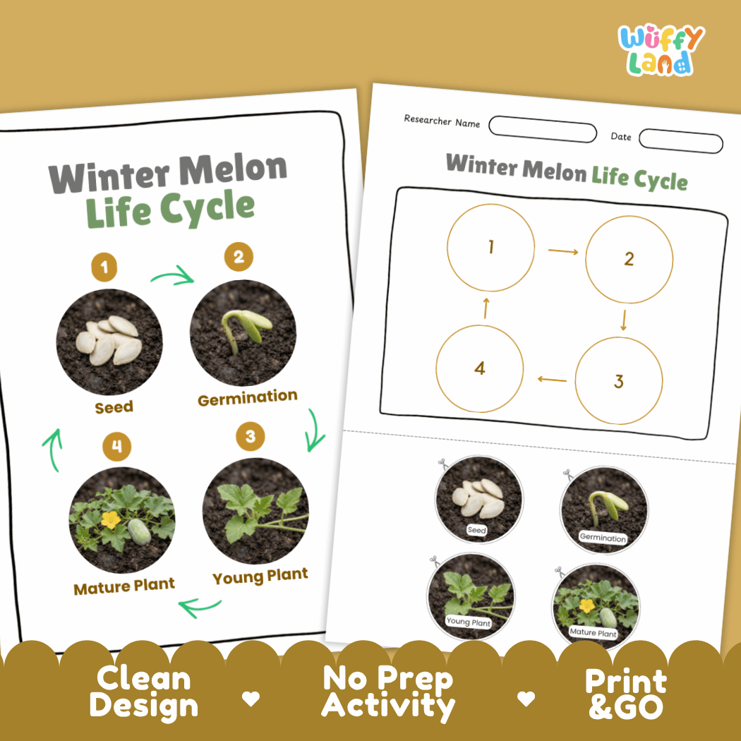 Print and go digital PDF plant science activity featuring clean design layout, researcher name line, and zero prep classroom format