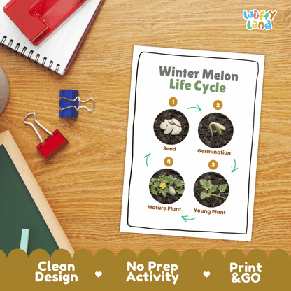 Hands-on cut and paste science worksheet with numbered circular slots for students to sequence real photo stages of a winter melon plant