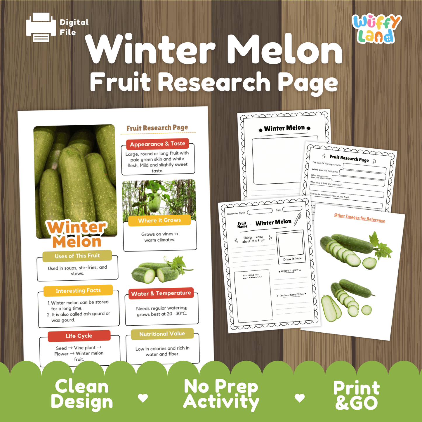 Winter Melon Fruit Research Activity Worksheet Science Ash Gourd Wax Gourd