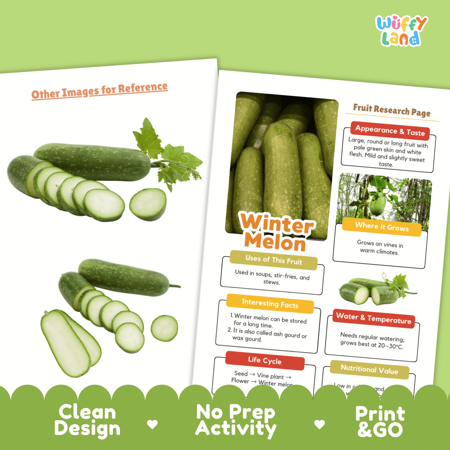 Winter Melon Fruit Research Activity Worksheet Science Ash Gourd Wax Gourd
