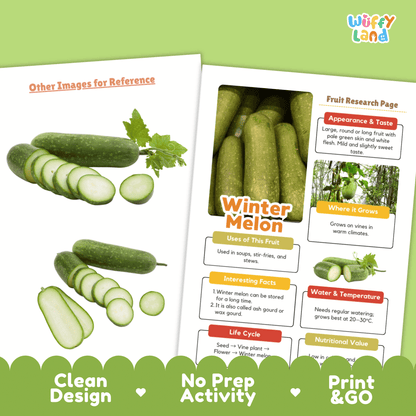 Winter Melon Fruit Research Activity Worksheet Science Ash Gourd Wax Gourd