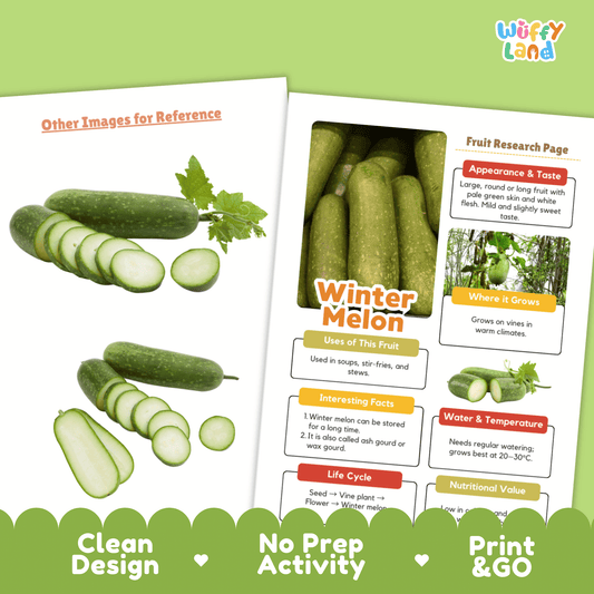 Winter Melon Fruit Research Activity Worksheet Science Ash Gourd Wax Gourd