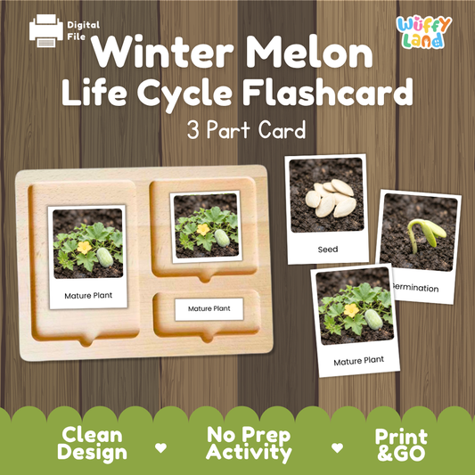 Montessori 3-part nomenclature cards showing authentic photos of winter melon growth stages displayed on a wooden tray 🗂️🏷️