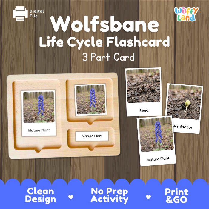 Wolfsbane Life Cycle Flashcards | 3 Part Cards Montessori Science Activity