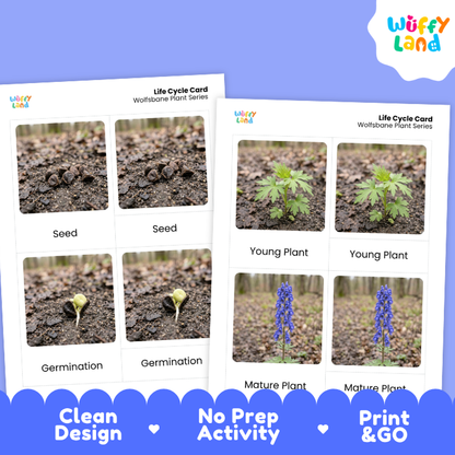Wolfsbane Life Cycle Flashcards | 3 Part Cards Montessori Science Activity