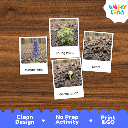 Wolfsbane Life Cycle Flashcards | 3 Part Cards Montessori Science Activity