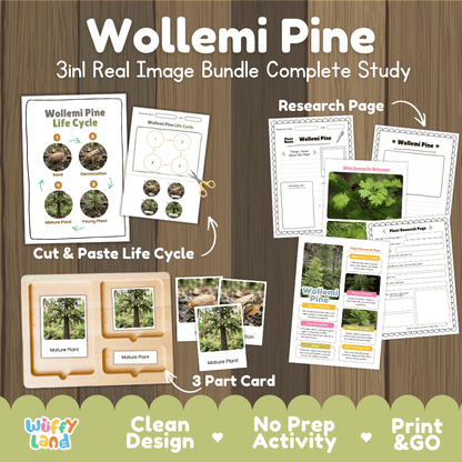 Wollemi pine tree 3in1 real image bundle complete study printable featuring life cycle cut and paste worksheets, Montessori 3-part cards, and research pages