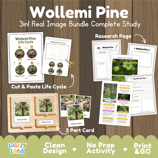 Wollemi pine tree 3in1 real image bundle complete study printable featuring life cycle cut and paste worksheets, Montessori 3-part cards, and research pages