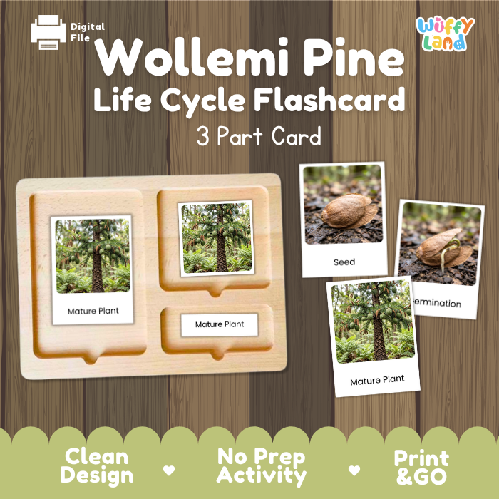 Wollemi Pine Life Cycle Flashcards | 3 Part Cards Montessori Science Activity