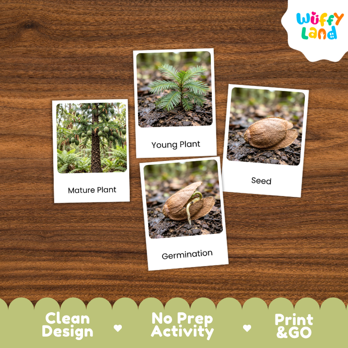 Wollemi Pine Life Cycle Flashcards | 3 Part Cards Montessori Science Activity
