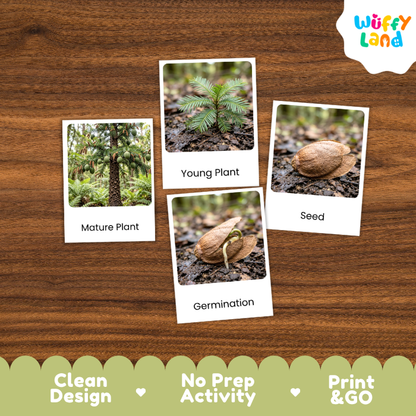 Wollemi Pine Life Cycle Flashcards | 3 Part Cards Montessori Science Activity