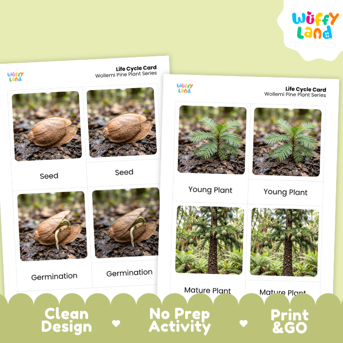 Wollemi Pine Life Cycle Flashcards | 3 Part Cards Montessori Science Activity
