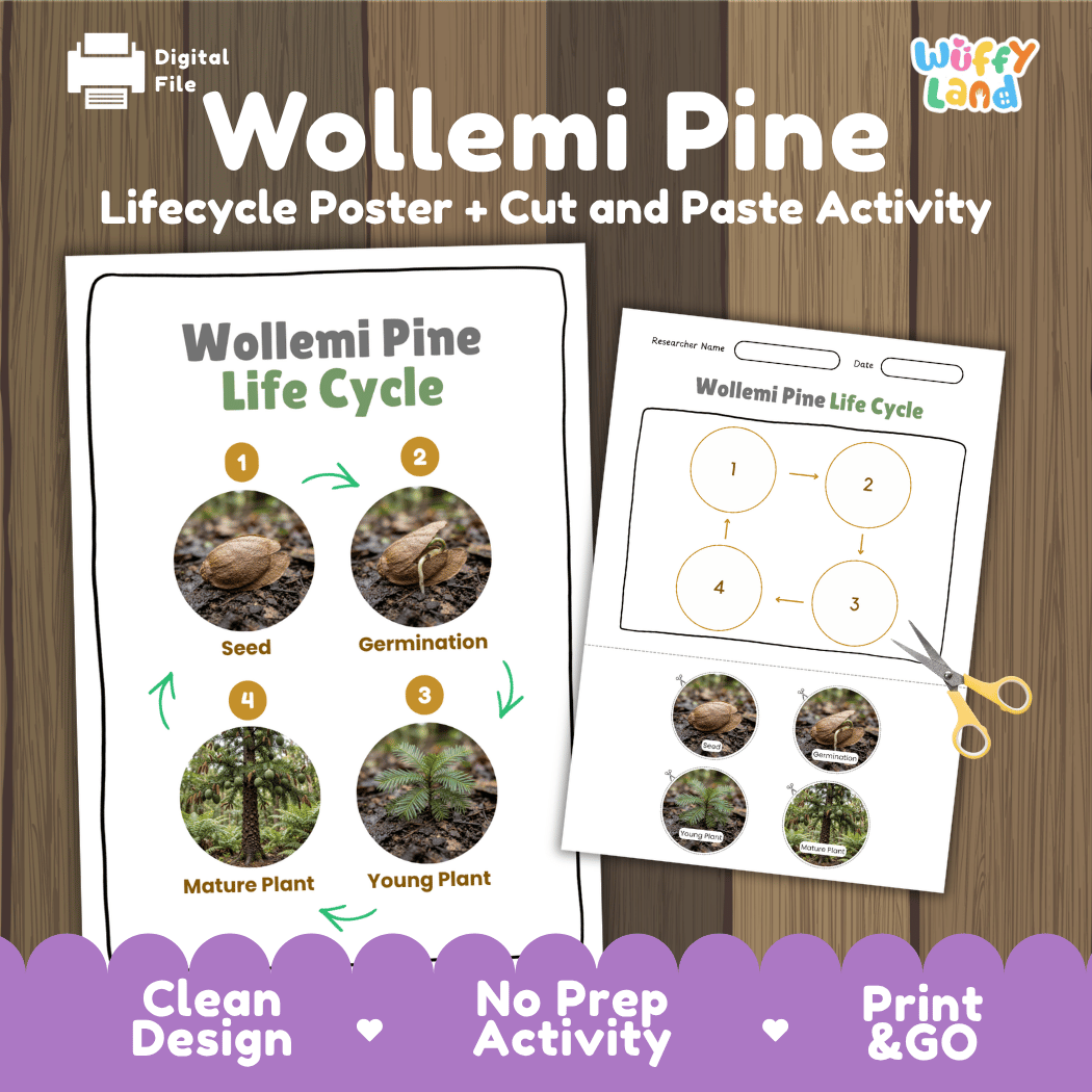 Wollemi Pine Life Cycle Poster and Cut and Paste Activity Worksheet