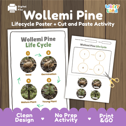 Wollemi Pine Life Cycle Poster and Cut and Paste Activity Worksheet