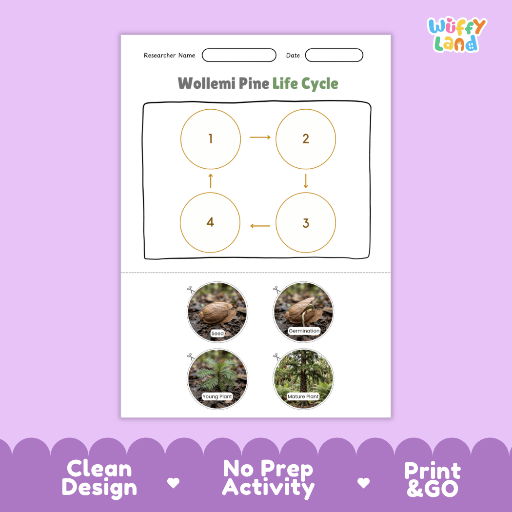 Wollemi Pine Life Cycle Poster and Cut and Paste Activity Worksheet