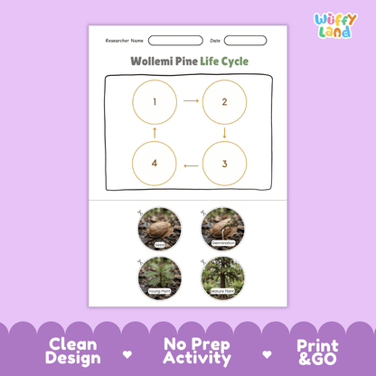 Wollemi Pine Life Cycle Poster and Cut and Paste Activity Worksheet