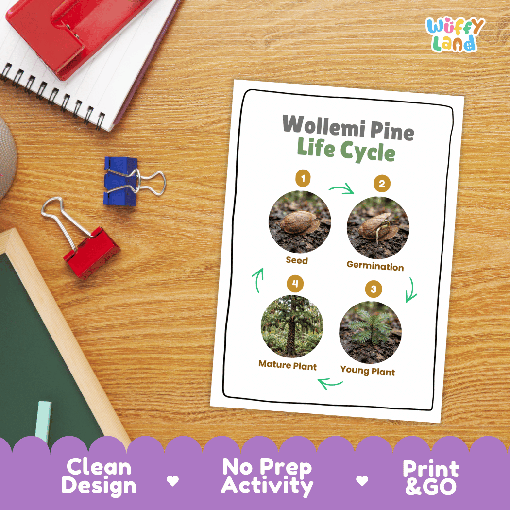Wollemi Pine Life Cycle Poster and Cut and Paste Activity Worksheet