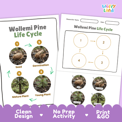 Wollemi Pine Life Cycle Poster and Cut and Paste Activity Worksheet