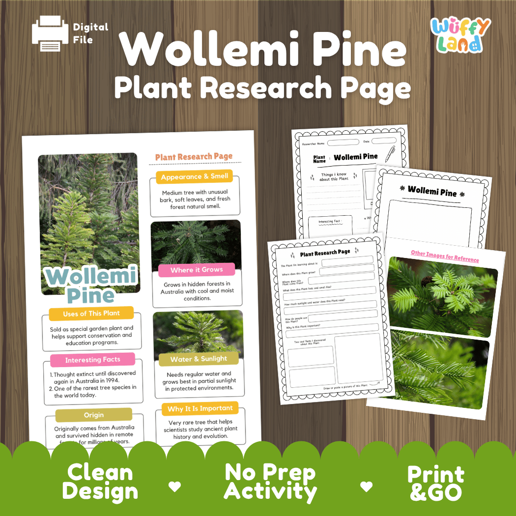 Wollemi Pine Plant Research Page Worksheets and Fact Sheet