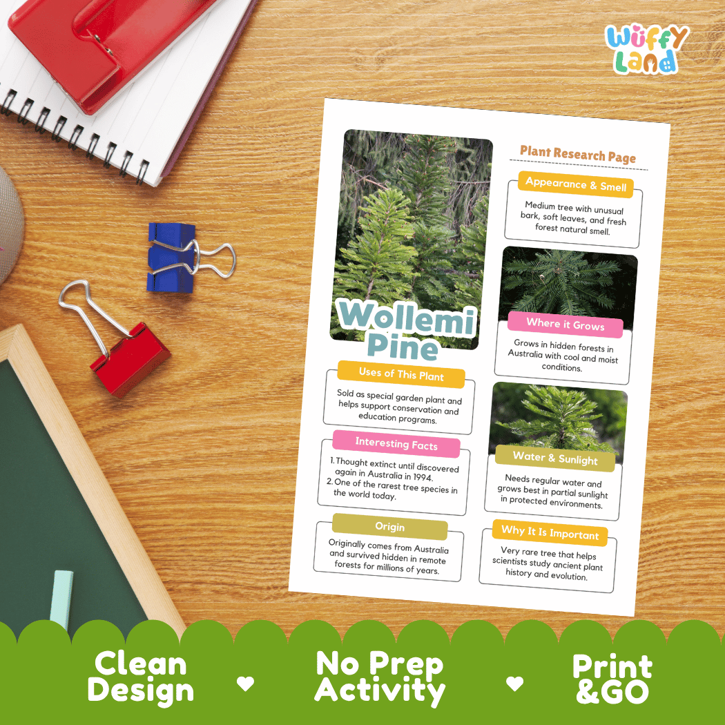 Wollemi Pine Plant Research Page Worksheets and Fact Sheet