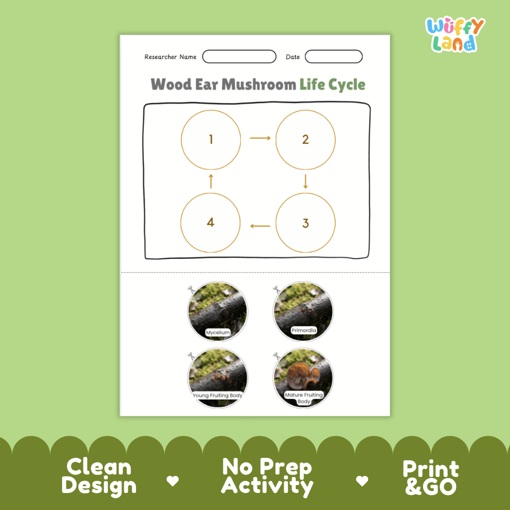 Educational reference poster showing four realistic photo stages of a wood ear mushroom life cycle including mycelium, primordia, young fruiting body, and mature fruiting body