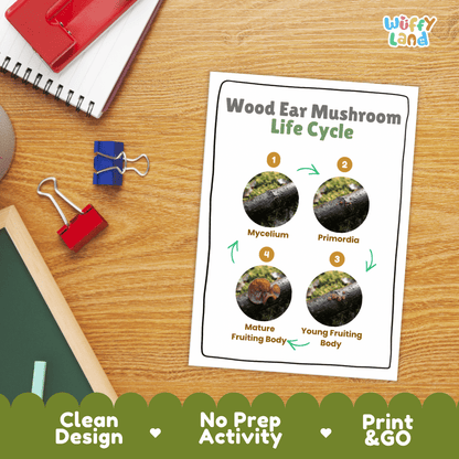 Hands-on cut and paste science worksheet for students to cut real photo tokens and sequence wood ear mushroom growth stages onto numbered circles