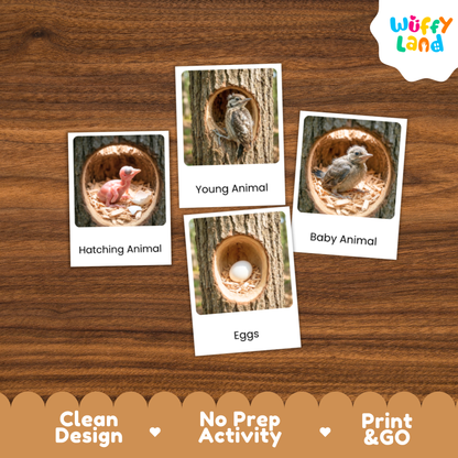 Woodpecker Life Cycle Flashcards | Montessori 3 Part Cards Science Activity