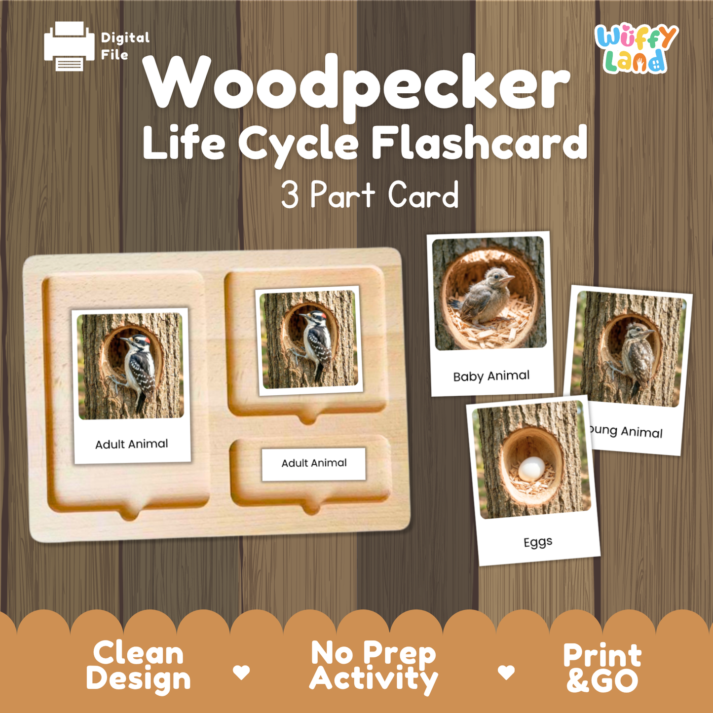 Woodpecker Life Cycle Flashcards | Montessori 3 Part Cards Science Activity
