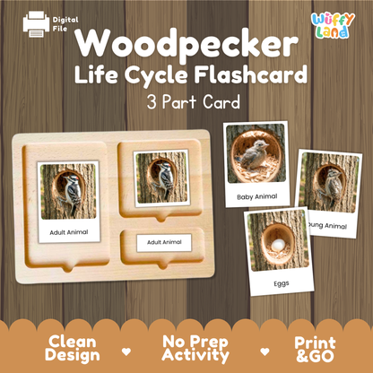 Woodpecker Life Cycle Flashcards | Montessori 3 Part Cards Science Activity