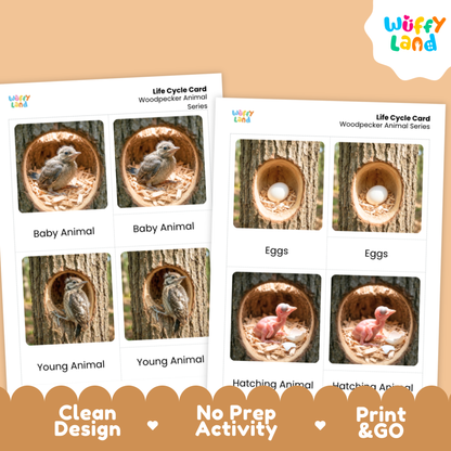 Woodpecker Life Cycle Flashcards | Montessori 3 Part Cards Science Activity