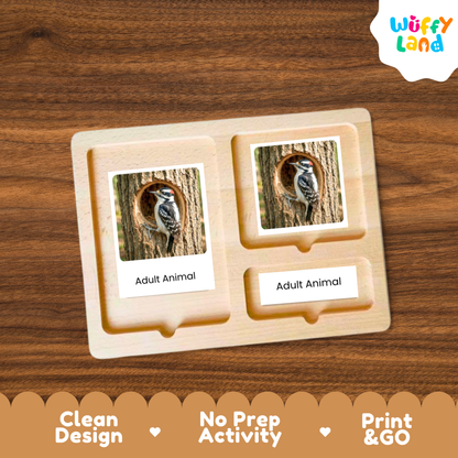 Woodpecker Life Cycle Flashcards | Montessori 3 Part Cards Science Activity