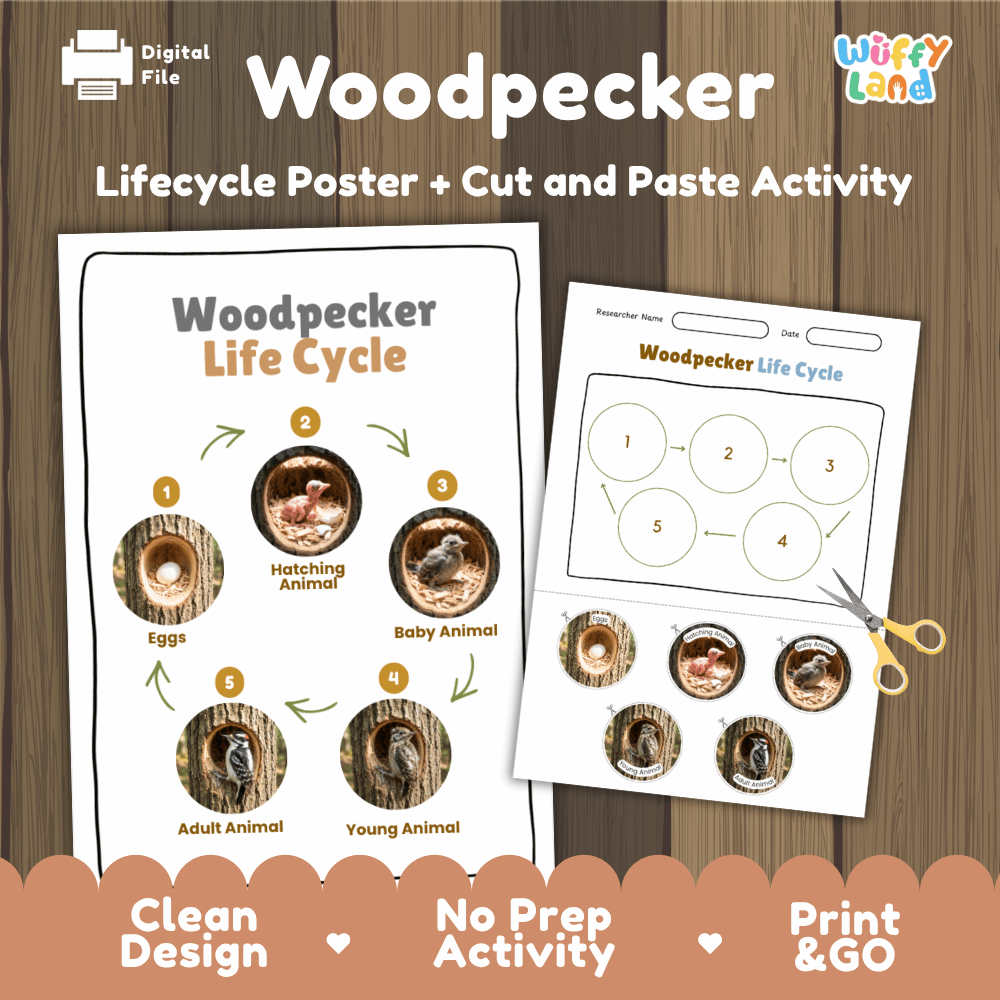Woodpecker Life Cycle Poster and Cut and Paste Worksheet Activity