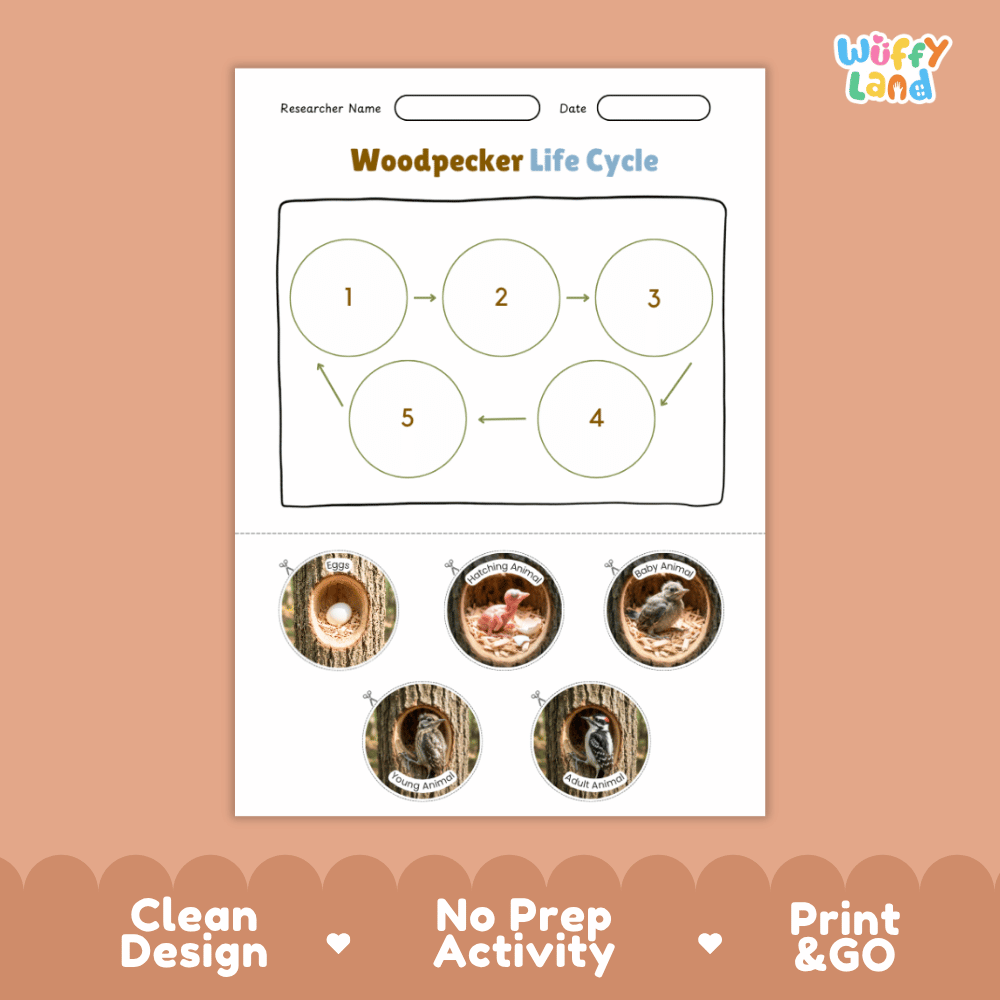 Woodpecker Life Cycle Poster and Cut and Paste Worksheet Activity