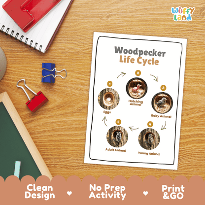 Woodpecker Life Cycle Poster and Cut and Paste Worksheet Activity