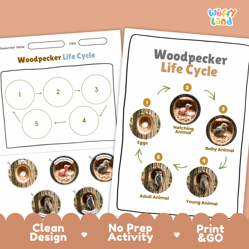 Woodpecker Life Cycle Poster and Cut and Paste Worksheet Activity
